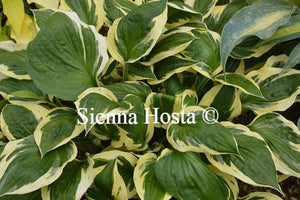 Hosta Olympic Glacier