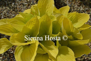 Hosta Fire Island