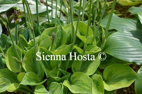 Hosta Pamela Lee