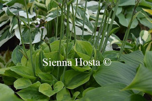 Hosta Pamela Lee