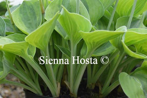 Hosta Pamela Lee