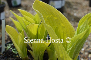 Hosta 'Fiesta'