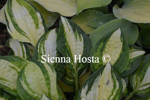 Hosta Peanut