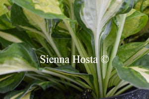 Hosta Peanut