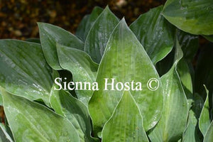 Hosta Pelham Blue Tump