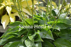 Hosta Pelham Blue Tump