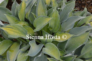 Hosta Punky