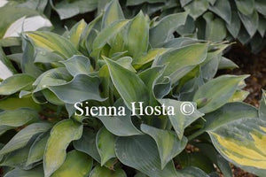 Hosta Punky