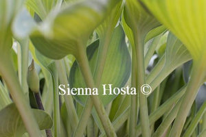 Hosta Punky Stems