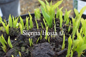 Hosta Gingee Eyes