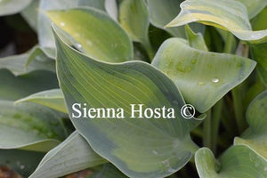 Hosta Punky