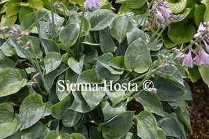 Hosta Purbeck Mist