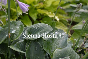 Hosta Purbeck Mist
