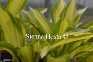 Hosta Gay Feather