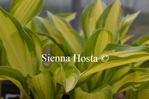 Hosta Gay Feather