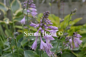 Hosta Purbeck Mist hosta flower