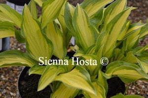 Hosta Gay Feather