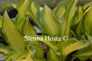 Hosta Gay Feather