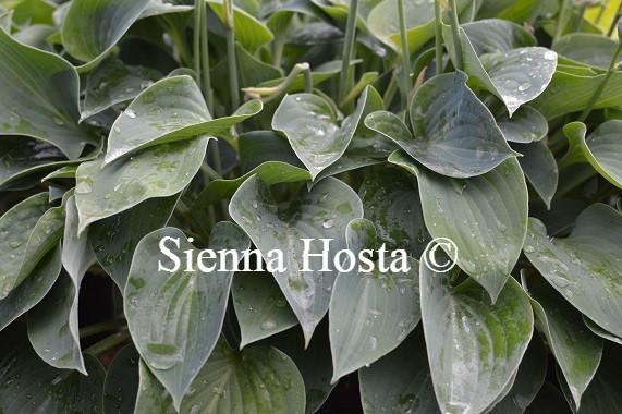 Hosta Purbeck Mist