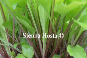 Hosta Purple and Gold Red Stems