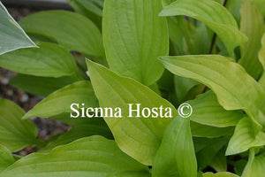 Hosta Purple and Gold