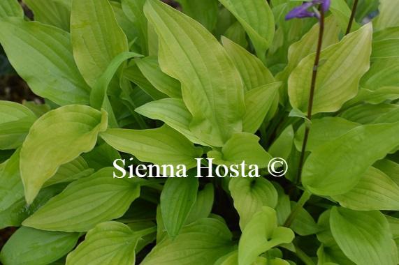 Hosta Purple and Gold