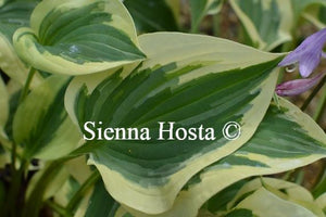 Hosta Pilgrim