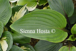 Hosta 'Purple Heart'