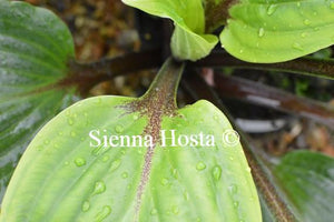 Hosta 'Purple Heart'