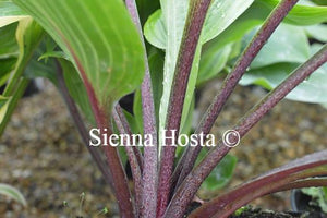 Hosta Purple Heart stems