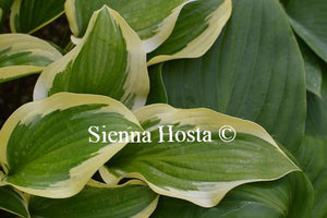 Hosta Queen Josephine