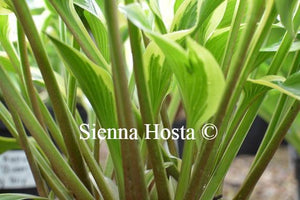 Hosta Queen Josephine Stems