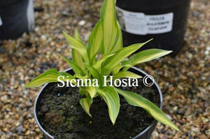 Hosta Glamour