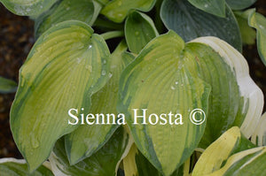 Hosta 'Queen of Islip'