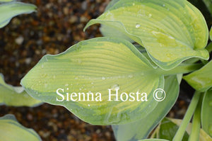 Hosta 'Queen of Islip'