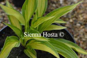 Hosta Glamour