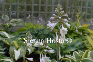Hosta 'Queen of Islip'