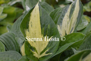 Hosta Revolution