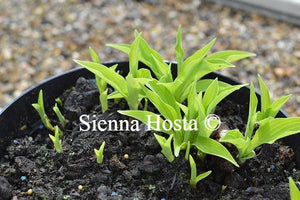 Hosta Ground Sulphur