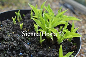 Hosta Ground Sulphur