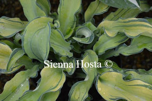 Hosta Ripple Effect