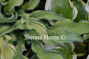 Hosta Ripple Effect