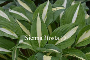 Hosta Risky Business