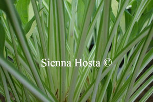 Hosta Risky Business Stems