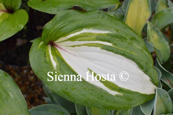 Hosta Raspberry Sundae