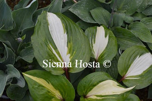 Hosta Raspberry Sundae