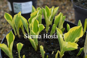 Hosta Grand Prize