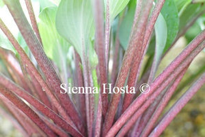 Hosta Red Cadet Red Stems