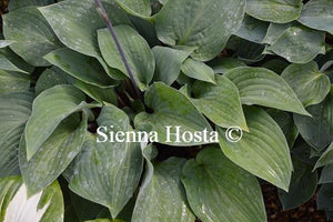 Hosta Red Cadet