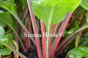 Hosta Red Stepper Red Stems